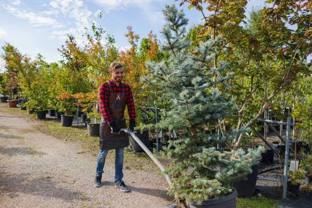 Best Arborist Services Near Me  in Willows, CA